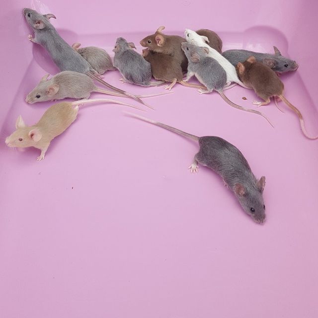 Megazorb hotsell for rats